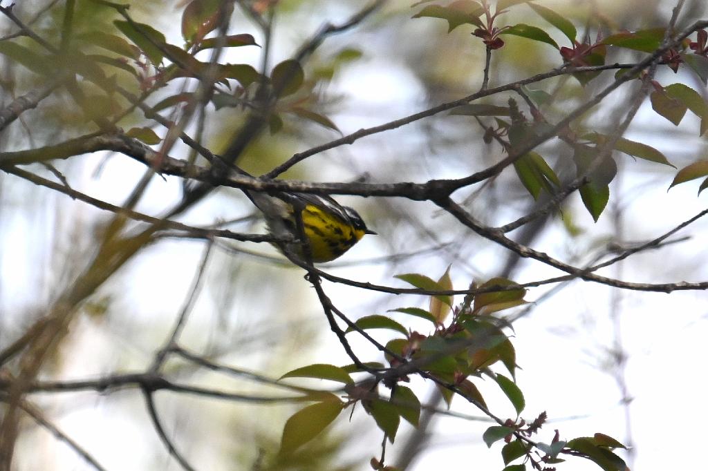 Warbler, Magnolia, 2025-05087712 Parker River NWR, MA.JPG - Magnolia Warbler. Parker River National Wildlife Refuge, MA, 5-8-2025